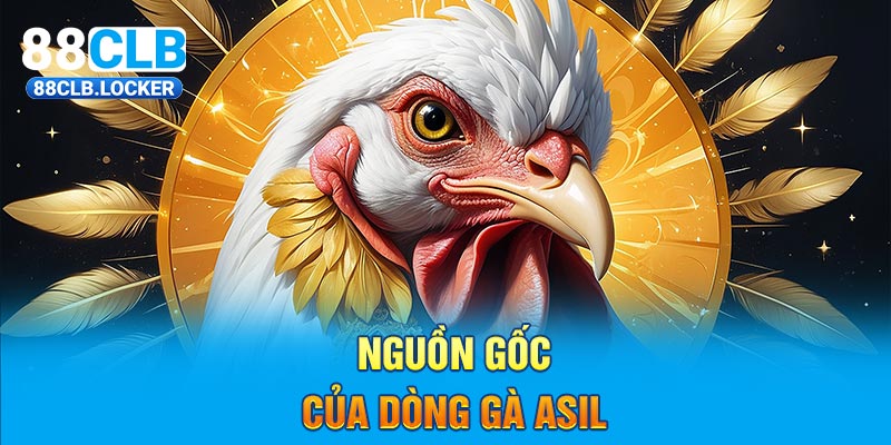 Nguồn gốc của dòng gà Asil Nguồn gốc của dòng gà Asil