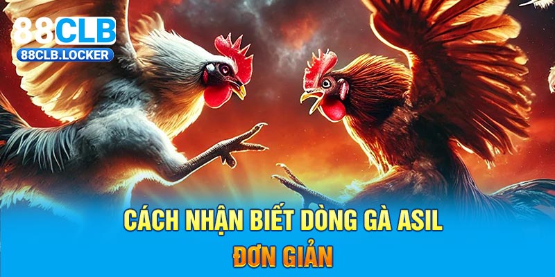 Cách nhận biết dòng gà asil đơn giản Cách nhận biết dòng gà asil đơn giản