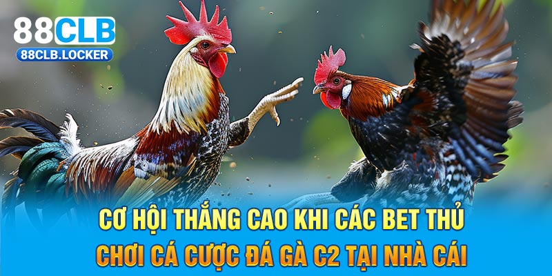 Cơ hội thắng cao khi các bet thủ chơi cá cược đá gà C2 tại nhà cái Cơ hội thắng cao khi các bet thủ chơi cá cược đá gà C2 tại nhà cái
