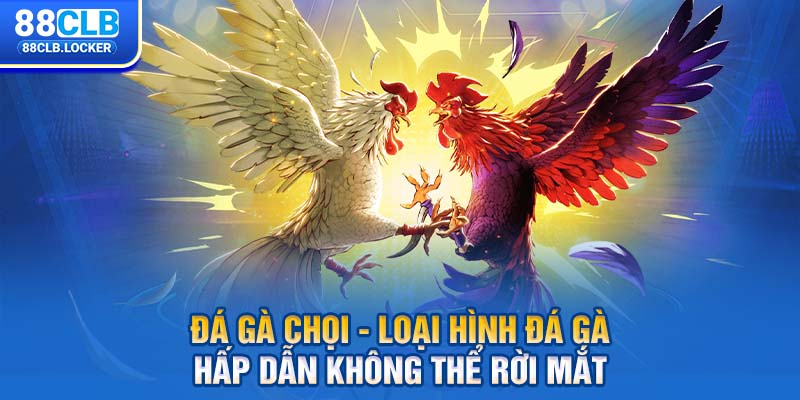 Đá gà chọi - loại hình đá gà hấp dẫn không thể rời mắt Đá gà chọi - loại hình đá gà hấp dẫn không thể rời mắt