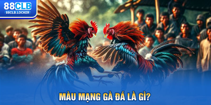 Màu mạng gà đá là gì? Màu mạng gà đá là gì?