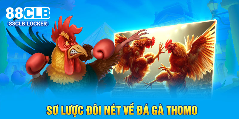 Sơ lược đôi nét về đá gà Thomo Sơ lược đôi nét về đá gà Thomo