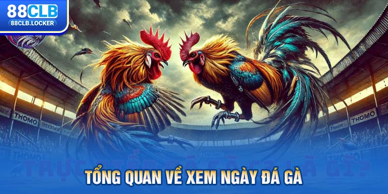 Tổng quan về xem ngày đá gà Tổng quan về xem ngày đá gà