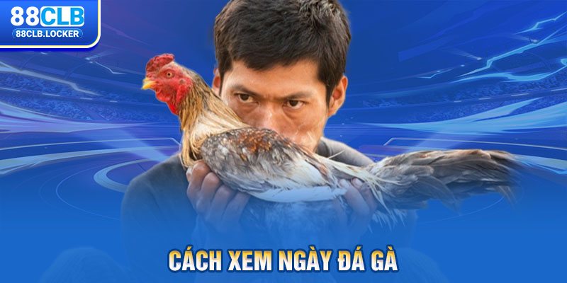 Cách xem ngày đá gà Cách xem ngày đá gà