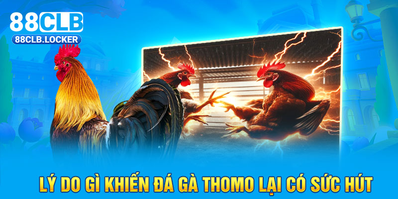 Lý do gì khiến đá gà Thomo lại có sức hút Lý do gì khiến đá gà Thomo lại có sức hút
