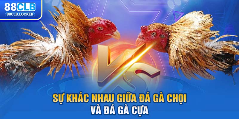 Sự khác nhau giữa đá gà chọi và đá gà cựa Sự khác nhau giữa đá gà chọi và đá gà cựa
